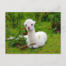 Search for alpacas postcards White