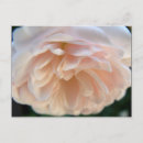 Search for pale postcards Flowers