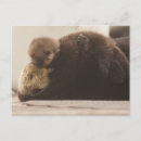 Search for otters postcards Beach