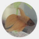 Search for betta stickers Animal