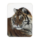 Search for panthera magnets Outdoors