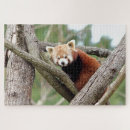 Search for cute red panda puzzles Animal