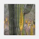 Search for cali magnets Flora