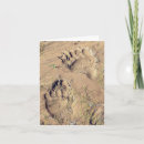 Search for grizzly photography Alaska