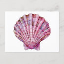 Search for pink seashells postcards Cute
