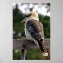 Search for kookaburras posters Australian