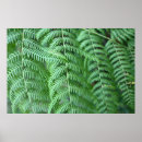 Search for fern leaves posters Abstract