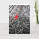 Search for winter cardinal cards Branch