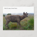 Search for featuring postcards Nature