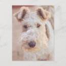 Search for terrier puppy postcards Animal