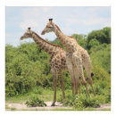 Search for two animals posters Safari