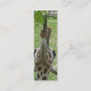 Search for eating business cards Wild