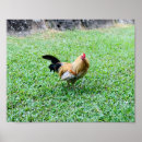 Search for hen posters Red
