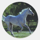 Search for horse picture stickers Stallion