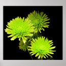 Search for digital binders Flowers