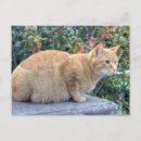 Search for fat cards invites Cute