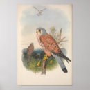 Search for kestrel art Wildlife