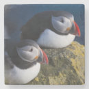 Search for puffin coasters Atlantic
