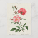 Search for rosas postcards Pink