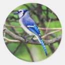 Search for jay bird stickers Birding