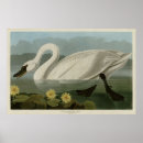 Search for swan image posters Picture