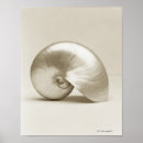 Search for nautilus shell posters Sealife