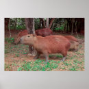 Search for capybara posters Animal