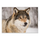 Search for wolf face postcards Winter
