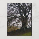 Search for beech postcards Tree
