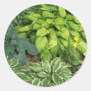 Search for perennials stickers Plants
