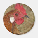Search for rooster magnets Poultry