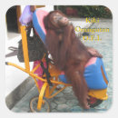 Search for wildlife rescue stickers Orangutan