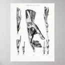 Search for hand anatomy posters Wrist