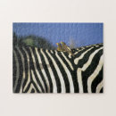 Search for zebra puzzles Travel