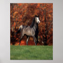 Search for bob posters Animal