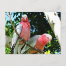 Search for galah postcards Parrot