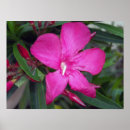 Search for fuchsia flower posters Photography
