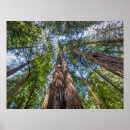 Search for marin county posters Forest