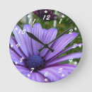 Search for daisies clocks Purple flower