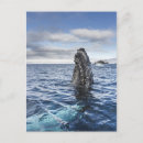 Search for one animal postcards Sea life