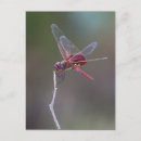 Search for red dragonfly postcards Wildlife