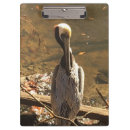 Search for brown beak Bird