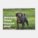 Search for poodles photography Pet