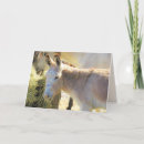 Search for burro cards Mule