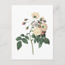 Search for vintage rose postcards Floral