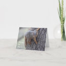 Search for funny squirrel pictures cards Animals