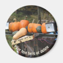 Search for pumpkin magnets Nature