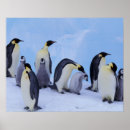 Search for antarctica penguin posters Bird