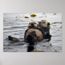 Search for cute otter posters Baby