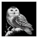 Search for snowy owls posters Wildlife